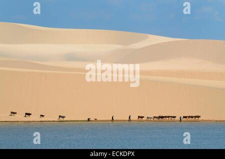 Vietnam, Binh Thuan province, Mui Ne, a shepherd guides his cow flock throughout the white sand dunes white sand dunes Stock Photo