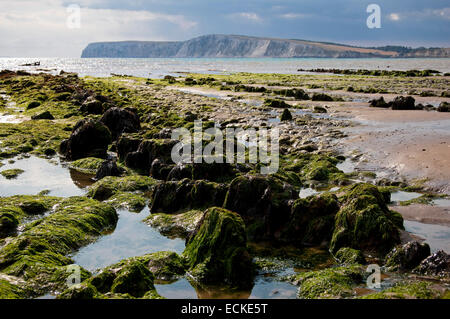 Vertical wide angle view of the seaweed covered rocks with the tide out at Compton Bay in the Isle of Wight. Stock Photo