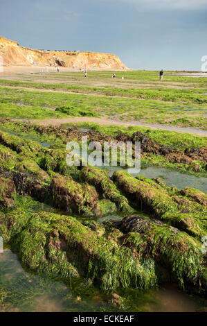 Vertical wide angle view of the seaweed covered rocks with the tide out at Compton Bay in the Isle of Wight. Stock Photo