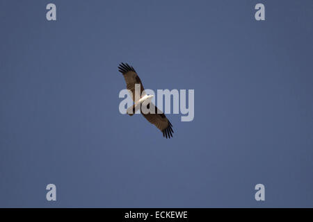The brahminy kite (Haliastur indus) also known as the red-backed sea-eagle in Australia Stock Photo