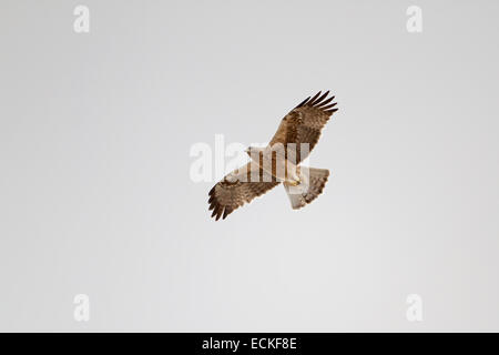 Booted Eagle - Hieraaetus pennatus Stock Photo