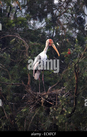 The painted stork (Mycteria leucocephala) is a large wading bird in the stork family. Stock Photo
