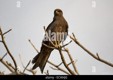 The black kite (Milvus migrans) is a medium-sized bird of prey in the family Accipitridae, which includes other diurnal raptors Stock Photo