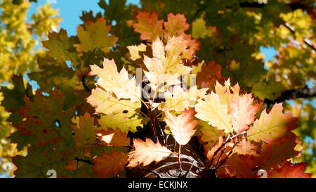 Oak tree with colorful leaves during Autumn. Stock Photo