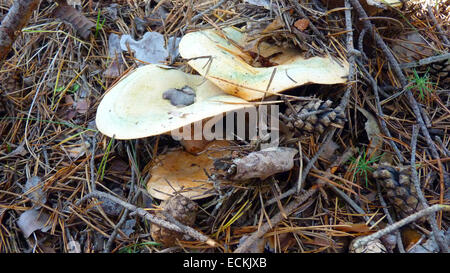 Three Lactarius deliciosus, commonly known as the Saffron milk cap, Red pine mushrooms. Stock Photo