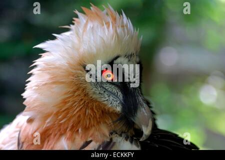 Bearded Vulture (Gypaetus barbatus), portrait Stock Photo