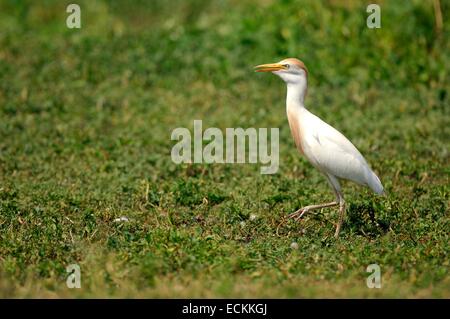 Cattle Egret (Bubulcus ibis coromandus) Stock Photo