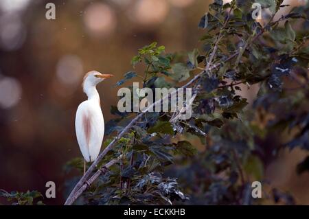 Cattle Egret (Bubulcus ibis coromandus) Stock Photo