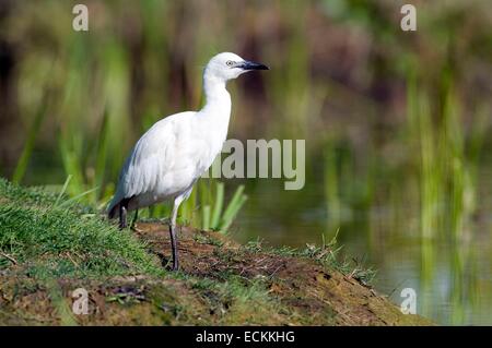 Cattle Egret (Bubulcus ibis coromandus) Stock Photo