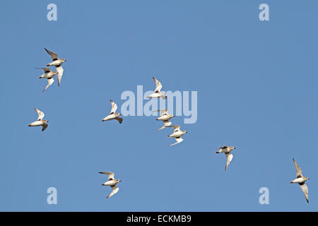 Grey Plover - Pluvialis squatarola Stock Photo