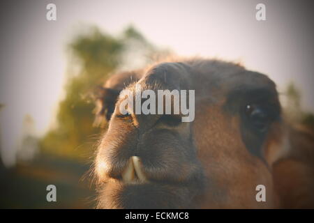 closeup of llama ( Lama glama ) teeth with vintage effect, instagram portrait Stock Photo