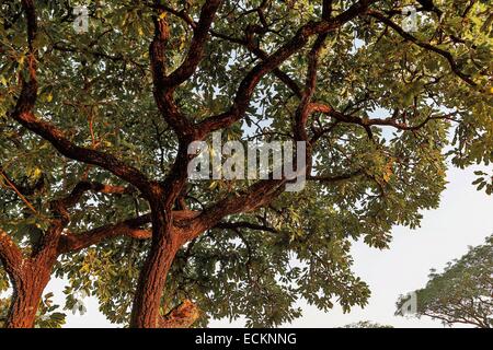 Burkina Faso, Bobo Dioulasso, Toussiana, shea tree Stock Photo