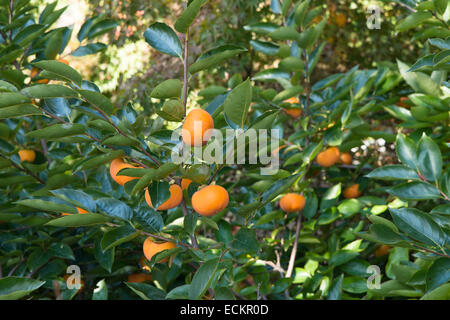 fresh well ripened persimmon fruits on branch in a outdoor Stock Photo