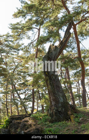 mossy dead tree in a pine forest Stock Photo