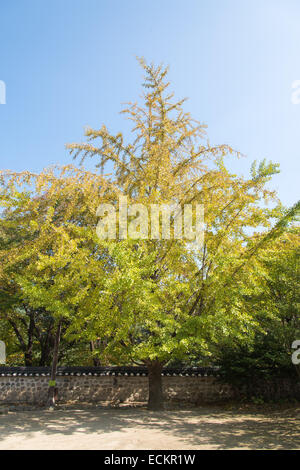 yellow big ginkgo tree with a korean treaditional wall in fall Stock Photo