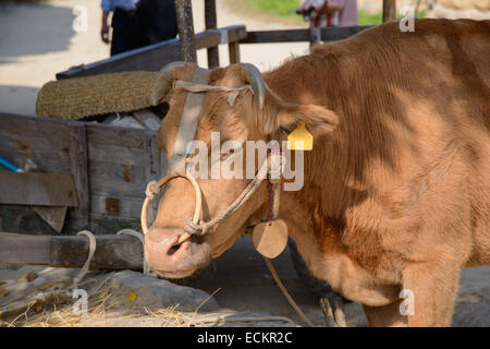 closeup of brown cow with nose ring Stock Photo