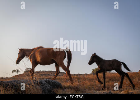 Ponies with nutritional deficiency are grazing on dry grassland during dry season in Prailiang village in Mondu, Kanatang, East Sumba, Indonesia. Stock Photo
