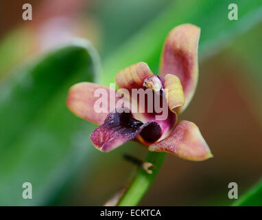 Variable Maxillaria Orchid - Maxillaria variabilis From South America Stock Photo