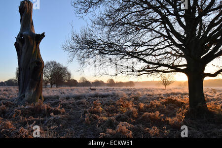 The dawn seen from Richmond Park in Surrey.Where dozens of deer roam freely undisturbed by everything going on around them. this Stock Photo