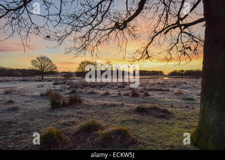 The dawn seen from Richmond Park in Surrey.Where dozens of deer roam freely undisturbed by everything going on around them. Stock Photo