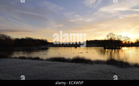 The dawn seen from Richmond Park in Surrey.Where dozens of deer roam freely undisturbed by everything going on around them. Stock Photo