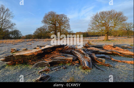 The dawn seen from Richmond Park in Surrey.Where dozens of deer roam freely undisturbed by everything going on around them. Stock Photo