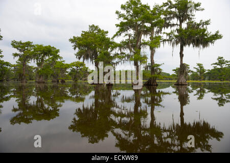 Classic bayou swamp scene of the American South featuring bald cypress trees reflecting on murky water in Caddo Lake Texas Stock Photo