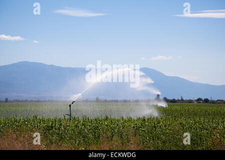 Irrigation of field with crops in summer day. Stock Photo