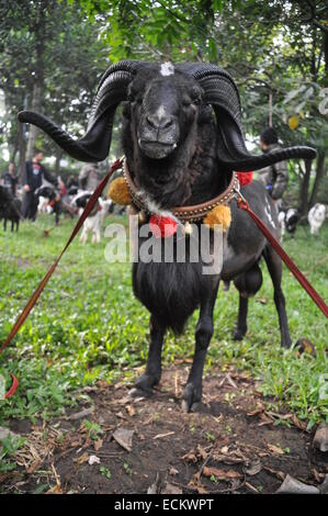 Domba Garut Fighting Stock Photo