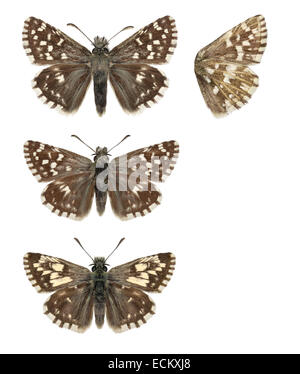 Grizzled Skipper - Pyrgus malvae - female (top) - male (middle) - male, form taras (bottom). Stock Photo