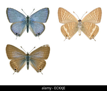 Long-tailed Blue - Lampides boeticus - male (top) - female (bottom) Stock Photo