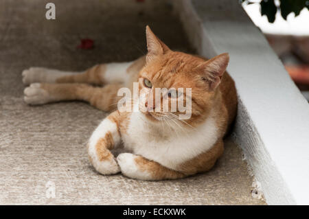 traditional Greek cat rests on a terrace Stock Photo