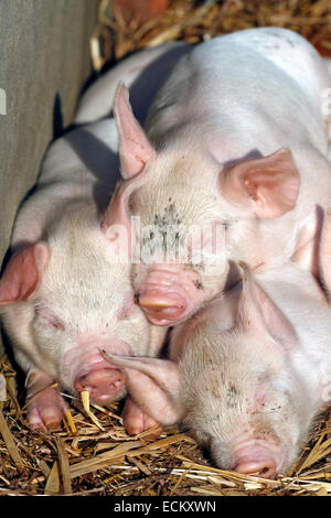 Three Middle White Piglets Stock Photo