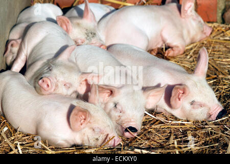 Middle White Piglets sleeping on a bed of straw Stock Photo
