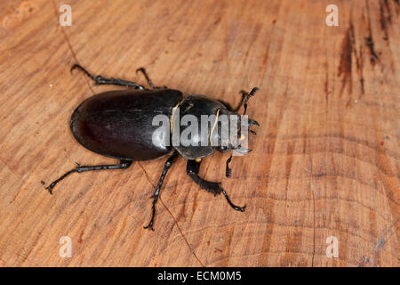 European stag beetle, stag-beetle, female, Hirschkäfer, Weibchen, Lucanus cervus, Schröter, Lucanidae, Stag beetles Stock Photo