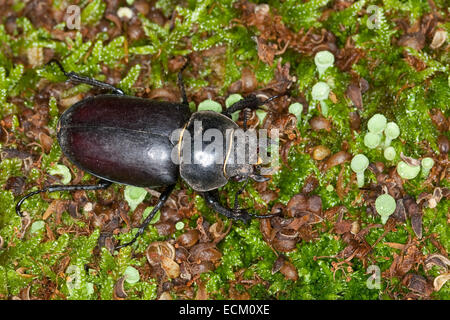 European stag beetle, stag-beetle, female, Hirschkäfer, Weibchen, Lucanus cervus, Schröter, Lucanidae, Stag beetles Stock Photo