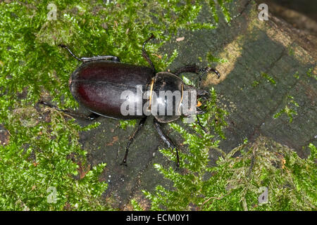 European stag beetle, stag-beetle, female, Hirschkäfer, Weibchen, Lucanus cervus, Schröter, Lucanidae, Stag beetles Stock Photo