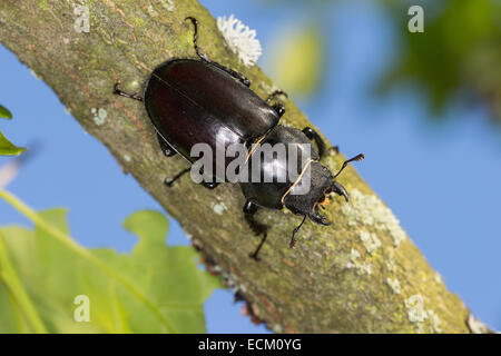 European stag beetle, stag-beetle, female, Hirschkäfer, Weibchen, Lucanus cervus, Schröter, Lucanidae, Stag beetles Stock Photo