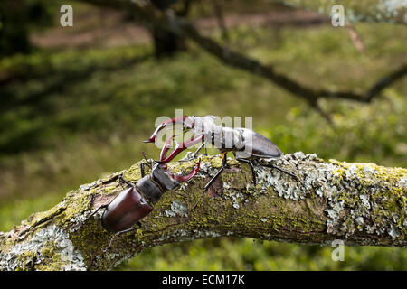 European stag beetle, stag-beetle, male, fighting, fight, duel, Hirschkäfer, Männchen, Kampf, kämpfend, Duell, Lucanus cervus Stock Photo