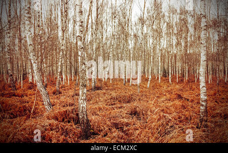 Retro style picture of autumn birch grove with red fern. Stock Photo