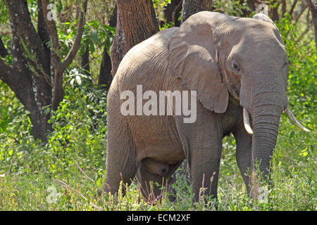 African elephant (Loxodonta Africana) standing in the bush, Lake Manyara National Park, Tanzania Stock Photo