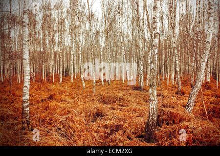 Retro style picture of autumn birch grove with red fern. Stock Photo