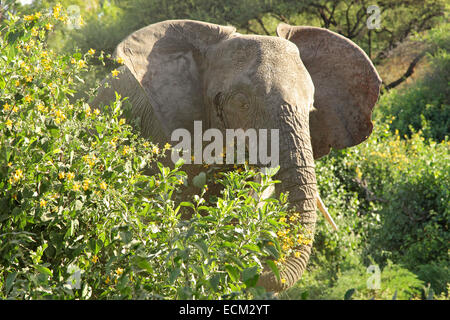 African elephant (Loxodonta Africana) eating leaves between vegetation, Lake Manyara National Park, Tanzania Stock Photo