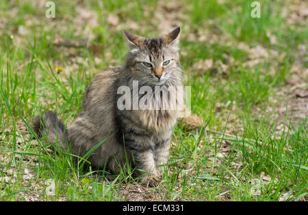Full body portrait of long-haired cat sitting in spring grass Stock Photo