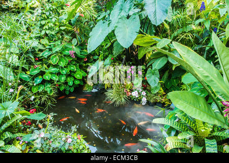 Pukekura Park, New Plymouth, North Island, New Zealand Stock Photo