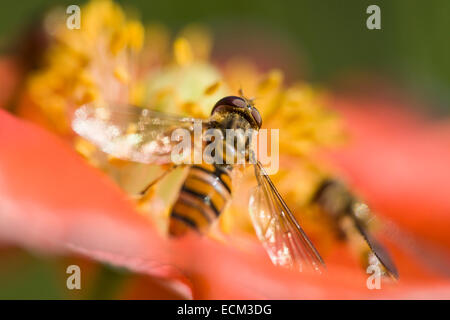 Marmalade Hoverfly feeding on poppy flower - Episyrphus balteatus Stock Photo