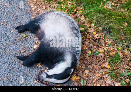 An unfortunate European Badger, Meles meles, killed on a small scottish road. Stock Photo