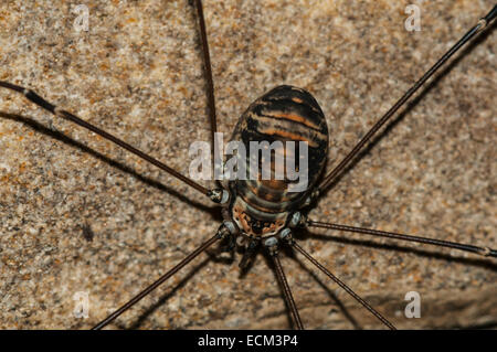 A close up of a female Northern European Harvestman, Leiobunum rotundum, with  seven legs Stock Photo