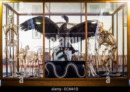 A traditional old-fashioned display case in a museum containing a collection of various human and animal skeletons and a stuffed condor, UK Stock Photo