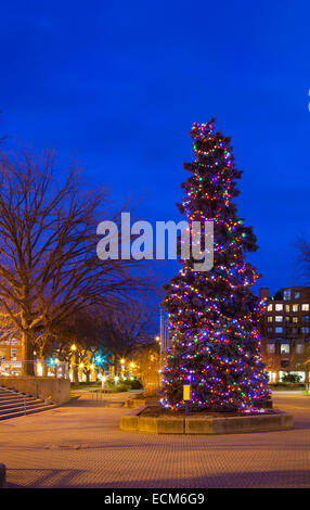 A very large Christmas Tree (Blue Spruce) covered in lights in downtown Oakville, Ontario, Canada. Stock Photo